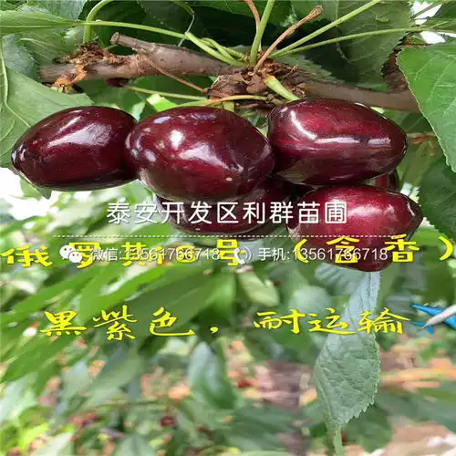 钻石之光樱桃苗批发钻石之光樱桃苗价格及报价-黄页88网
