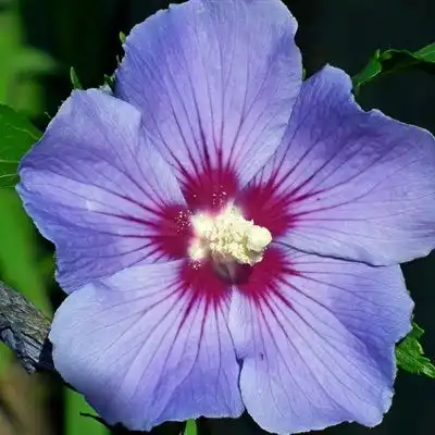 芙蓉花微信头像图片送给酷爱花朵的朋友们