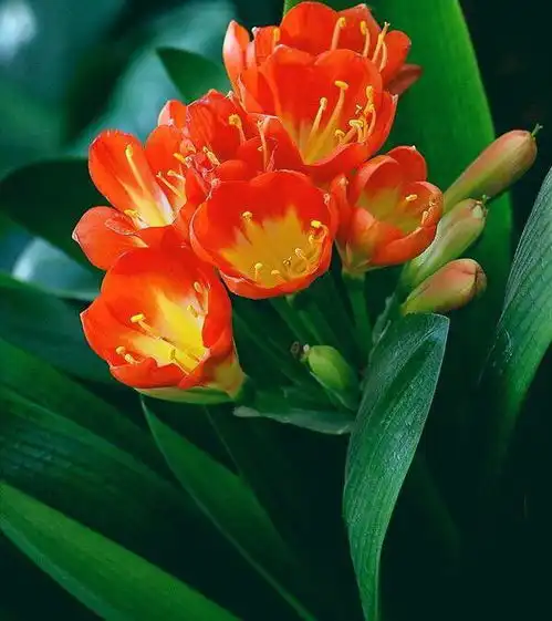 5种会夏眠的花,做好浇水施肥两件事,长势好,秋冬开花旺