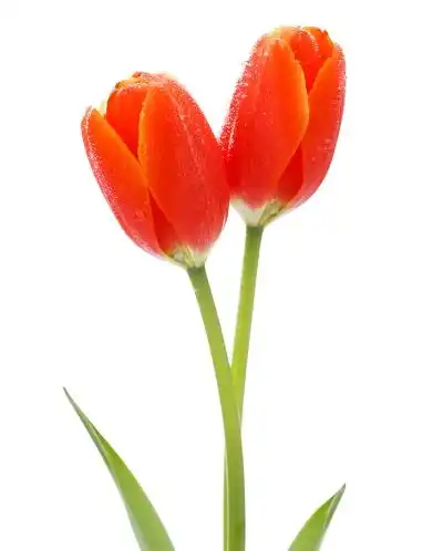 4月10日起好运挡不住,4属相横财入宅,事业飞腾黄达