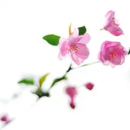 春天的花儿