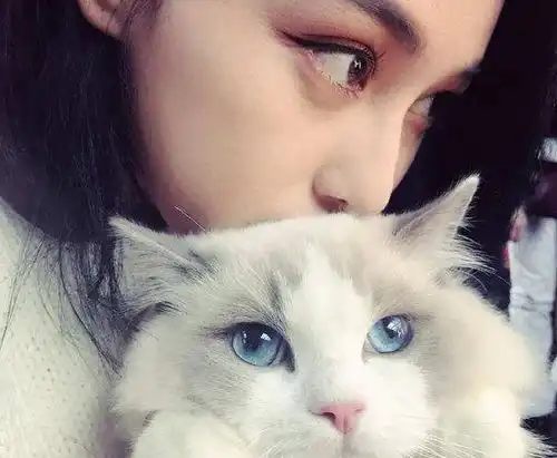 范冰冰发文晒爱宠,一只布偶猫价值几万,财力雄厚不愧是豪门