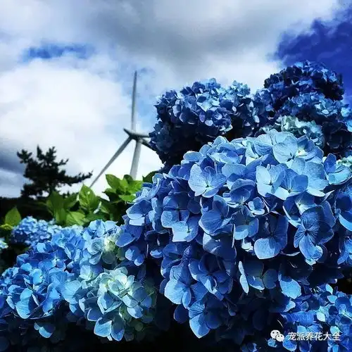 旅行日本盛夏季节的紫阳花,朦胧而缤纷