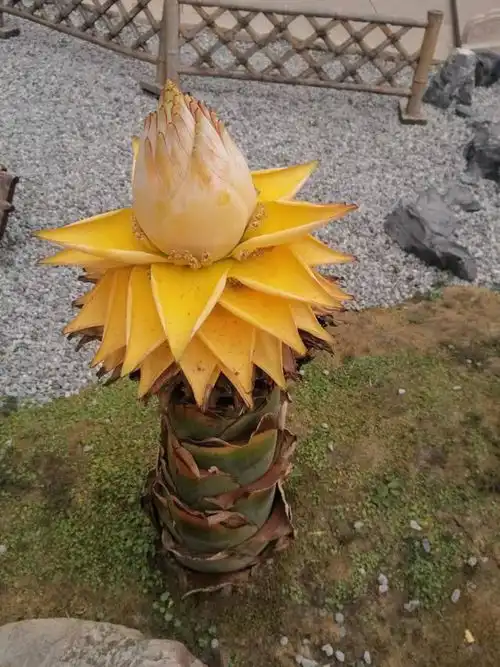 千叶莲诗词一组,佛系花朵里的禅意