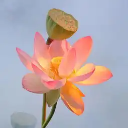 荷花头像图案