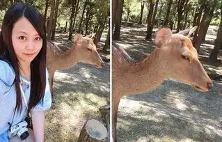 美女游日本与小鹿合照遇王之蔑视画面爆笑