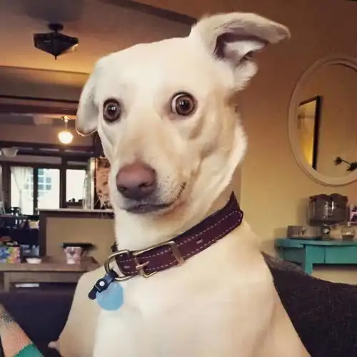 狗狗犯错后的戏精反应,说不定你家的狗也有