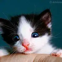 猫咪头像可爱搞怪头像微信头像图片大全