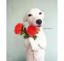 花痴狗3