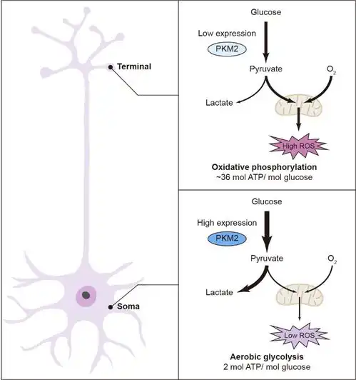 南京中医药大学natureneuroscience发表南京中医药大学胡刚教授团队研究成果