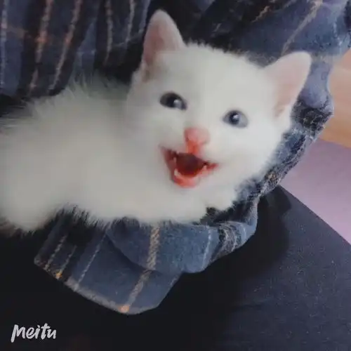 捡了只可怜的小奶猫,知道这个是什么品种