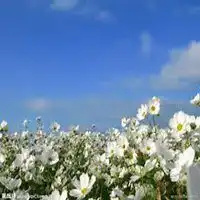 花丛中微笑的小女孩微信头像微信头像图片大全