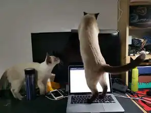 如何看待女朋友给猫买很贵的猫粮