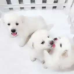 中华田园犬活体土狗家狗大黄狗京巴犬下司犬幼犬金毛拉布拉多串串,一品好特惠