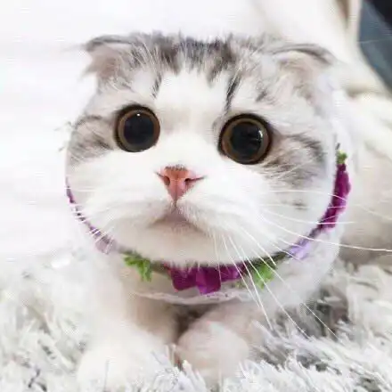 性格活泼可爱的它,获得多少女孩的芳心,苏格兰折耳猫