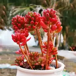 多肉植物记如虹如玉的肉美人虹之玉