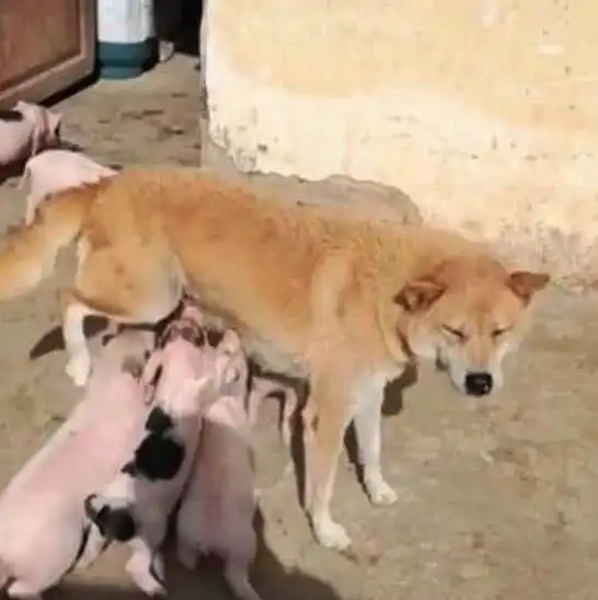 乡下过年碰到一只土狗正在奶孩子,走近一看,没忍住直接笑喷