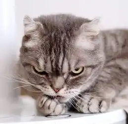 史上最凶的猫咪,黑帮老大的料网友可怜这家主人
