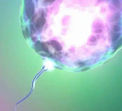 精子能存活多久四种食物有助于补充精子,提高你的精子质量