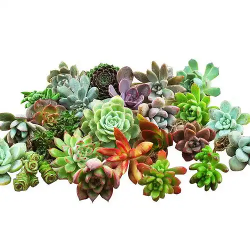 多肉植物知多少盘点那些颜值与名字皆清新的可爱生物