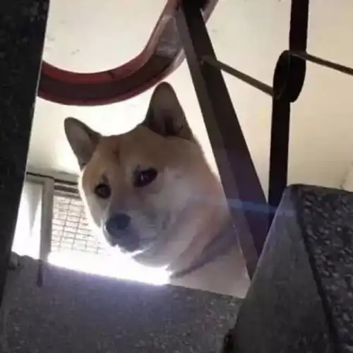 用了这些头像,竟然发生了这些故事