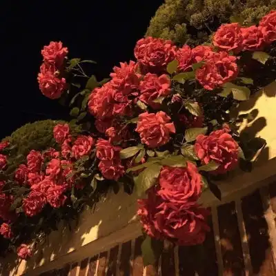 花朵鲜花风景静物头像