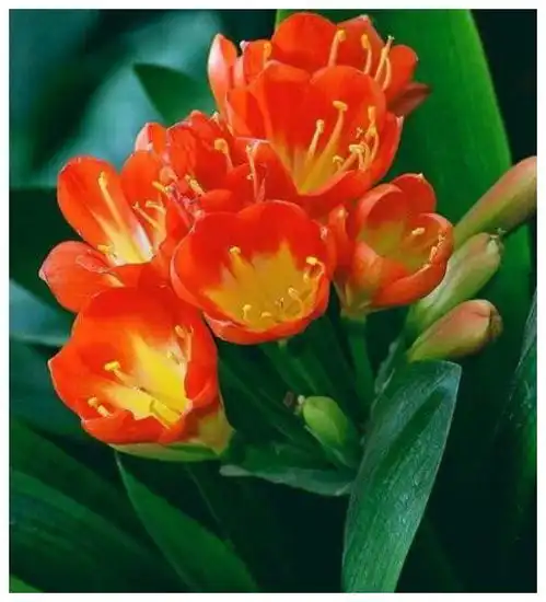 3种花养家里,福运运旺财更旺,
