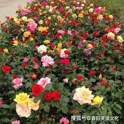 越看越耐看的3大生肖女,也风韵犹存,到老都有人喜欢