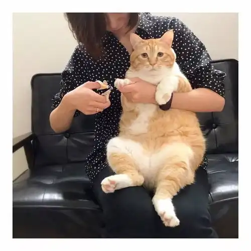 肥橘猫的忧伤,只有发胖少女能明白