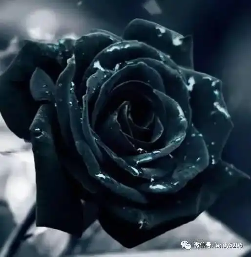 心理测试4朵黑玫瑰,哪朵最惊艳测你在异性眼中多有吸引力