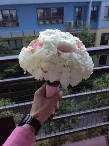 今天走路上被一个陌生女孩子送了花,这花是什么花啊,有何意思还挺开心的,嘿嘿
