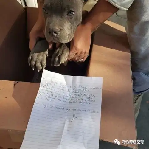 小狗被12岁男孩遗弃,他留下纸条吐露真心,在场的人纷纷感动落泪