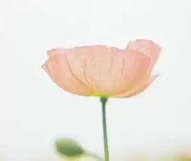 一生运气都不会差的生肖女,生的男孩旺财运,女孩旺家业,福气大