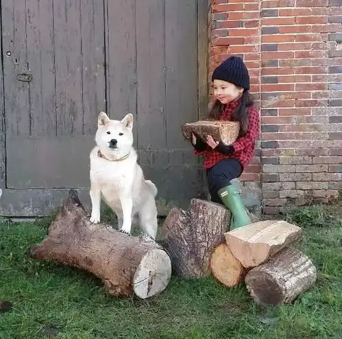 小萝莉胖柴犬治愈系组合要当你一辈子的哥哥,把你宠成小公主