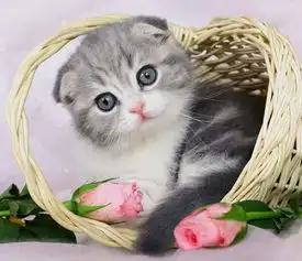 猫咪太可爱了萌萌哒像个调皮的小孩儿