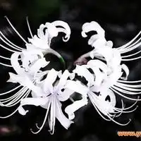 qq头像彼岸花开森系