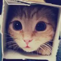 超级可爱的宠物猫咪摄影图片微信头像图片大全