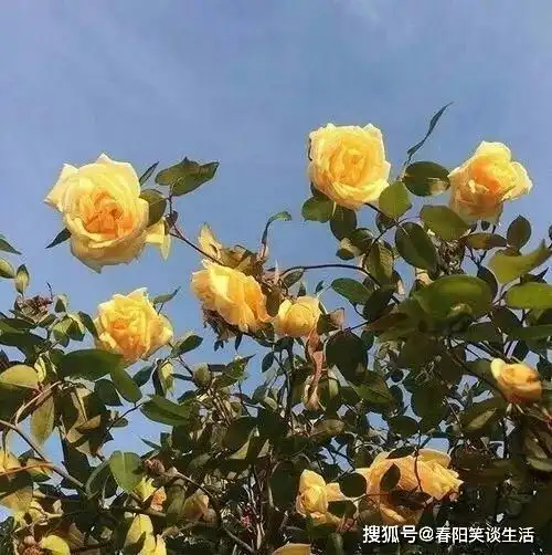 励志心语这世上从来没有横空出世的运气,只有不为人知的努力