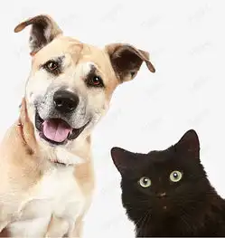 狗和猫图片素材图片免费下载高清图片png千库网图片编号6385714