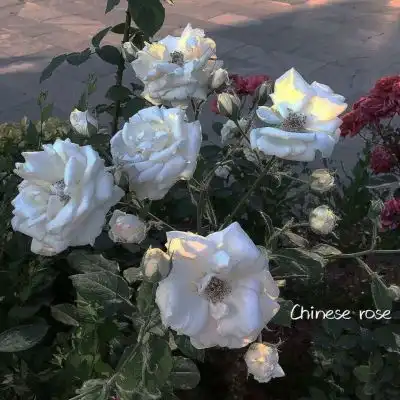 希望最后是你景物背景惊艳的风景静物头像我要个性网