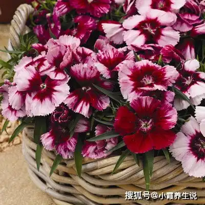 不瞒你说天生就是上等人命的5个农历出生吉日