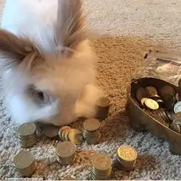 史上最萌的兔子百变小兔走红网络超有爱