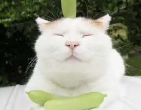 拿不定主意,这些星座女只要遇到选择就问姐妹,自己做不了决定