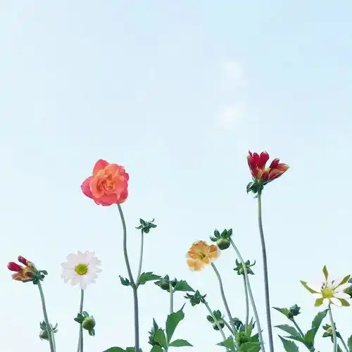周虽旧邦其命维新
