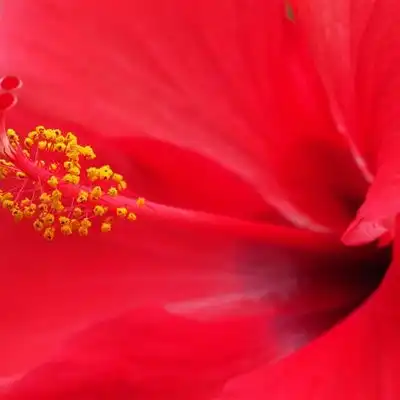 芙蓉花微信头像图片送给酷爱花朵的朋友们