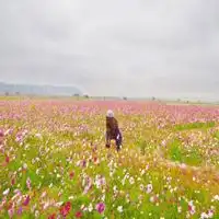 微信头像女生风景花草微信头像图片大全