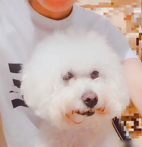 赵丽颖发自拍少女心满满敷面膜与爱犬合照