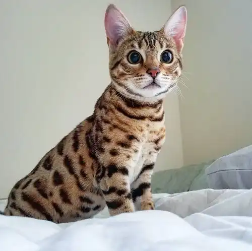 吸猫大会孟加拉豹猫mishu