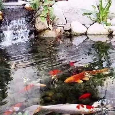 为什么有庭院都要做鱼池不光是赏心悦目,还能带来好财运