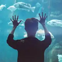 鱼亡深海花